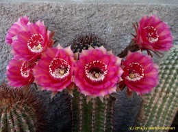 Echinopsis Hybride 042